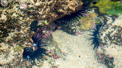 Sea urchin (Landak laut, bulu babi). About 950 species of sea urchin are distributed on the seabeds of every ocean
