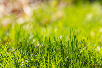 Natural background of green grass