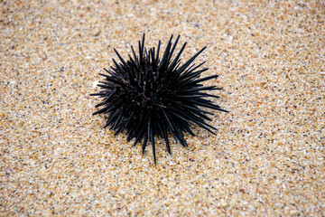 Sea urchin (Landak laut, bulu babi). About 950 species of sea urchin are distributed on the seabeds...
