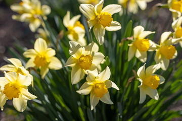 Obraz premium Close view of yellow daffodils