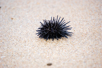 Sea urchin (Landak laut, bulu babi). About 950 species of sea urchin are distributed on the seabeds of every ocean