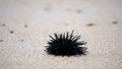 Sea urchin (Landak laut, bulu babi). About 950 species of sea urchin are distributed on the seabeds...