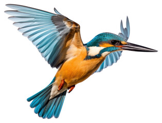 Fototapeta premium PNG Common flying kingfisher animal bird beak.