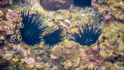 Sea urchin (Landak laut, bulu babi). About 950 species of sea urchin are distributed on the seabeds...