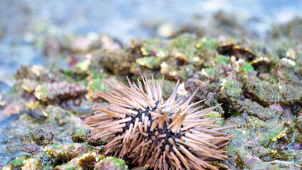 Fototapeta premium Sea urchin (Landak laut, bulu babi). About 950 species of sea urchin are distributed on the seabeds of every ocean