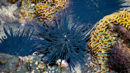Sea urchin (Landak laut, bulu babi). About 950 species of sea urchin are distributed on the seabeds of every ocean