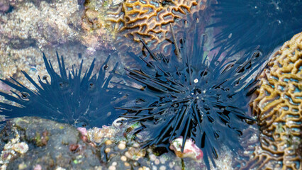 Sea urchin (Landak laut, bulu babi). About 950 species of sea urchin are distributed on the seabeds of every ocean