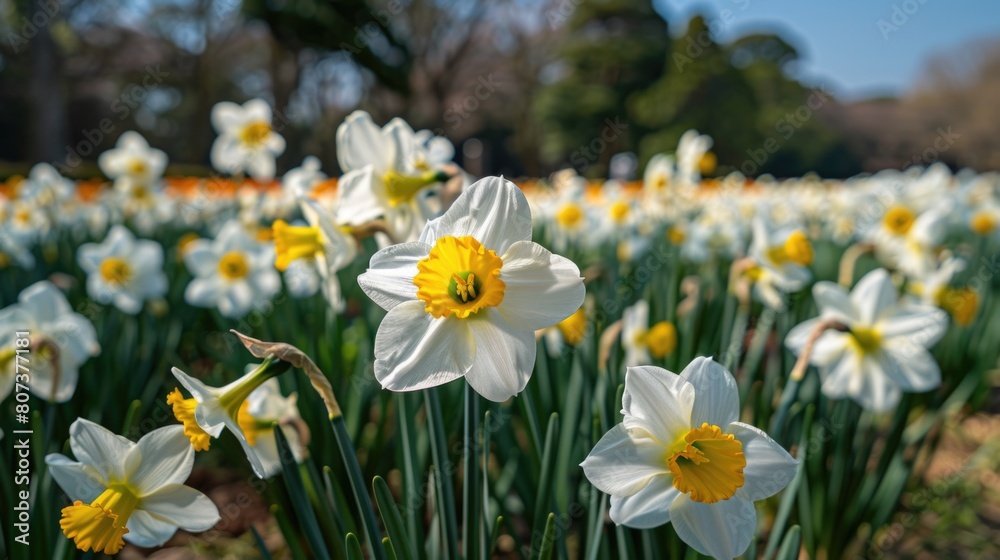 Poster a beautiful field of white and yellow flowers with trees in the background. suitable for nature and 