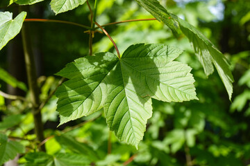 Frisches Ahornblatt im Frühling