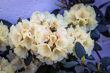 Bege rhododenron