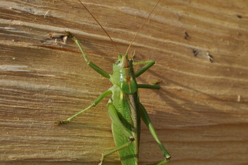 Green grasshopper (african) resting on tree trunk