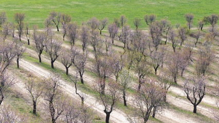 The Almond orchard at Hustopece town in South Moravia, Czech Republic, Europe.