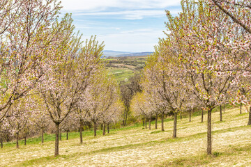 View of blooming trees in The Almond orchard at Hustopece town in South Moravia, Czech Republic, Europe.
