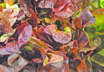 Detail of fresh red oakleaf lettuce