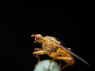 Scathophaga stercoraria