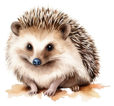 PNG Porcupine hedgehog mammal animal.