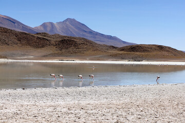 Bolivia, Colorada Lagoon in Avaroa National Park.  Flamingos looking for food in the lagoon water.