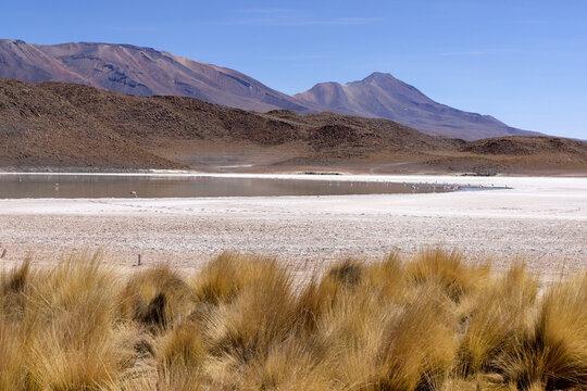 Bolivia, Colorada Lagoon in Avaroa National Park. Paja Brava grasses on the shore of the lagoon.
