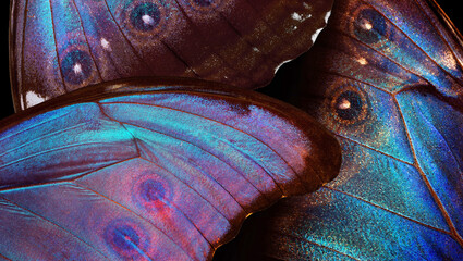 Wings of a butterfly Morpho on black. Morpho butterfly background. Pattern of tropical butterfly wings