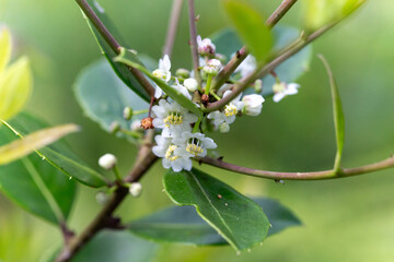 close up of a flowering tree