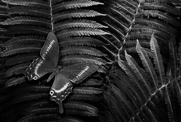 tropical butterfly on fern leaves black and white