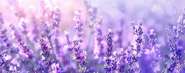Fototapeta premium Background with lavender in the field