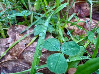 Fototapeta premium dew on the grass