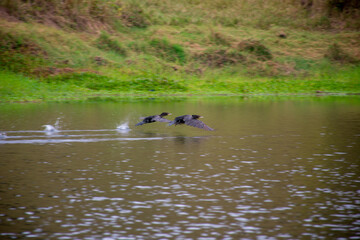 Fototapeta premium wild ducks flying over a natural lagoon