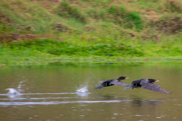 wild ducks flying over the lagoon