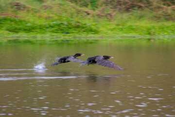 Fototapeta premium wild ducks flying over the lagoon