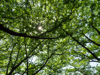新緑の鮮やかな桜の葉