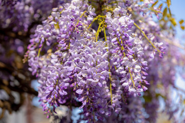Selective focus of purple flowers Wisteria sinensis or Blue rain, Chinese wisteria is species of flowering plant in the pea family, Its twisting stems and masses of scented flowers in hanging racemes.