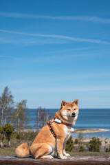 A red shiba inu dog is sitting on the Ugu cliff on the Baltic sea beach in Saaremaa island, Estonia on sunny spring day