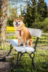 A red Shiba inu dog is sitting on a bench in a public park in Kuressaare, Estonia on sunny spring day