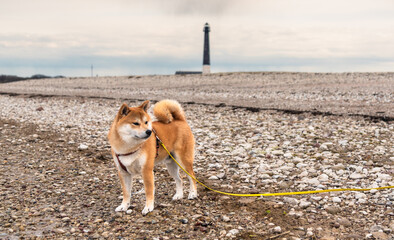 A red Shiba inu dog is standing on a stony baltic sea  beach in the south of Saaremaa island, Estonia