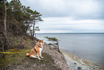 A red Shiba inu dog is sitting on Panga cliff at  spring in Saaremaa island, Estonia