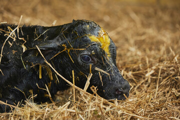 Cute newborn calf on a farm in Denmark close-up