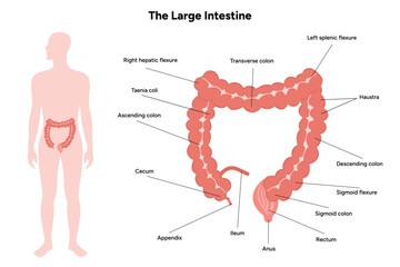 The large intestine diagram anatomy