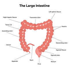 The large intestine diagram anatomy - obrazy, fototapety, plakaty