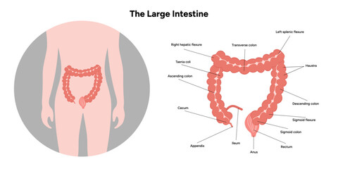 The large intestine diagram anatomy