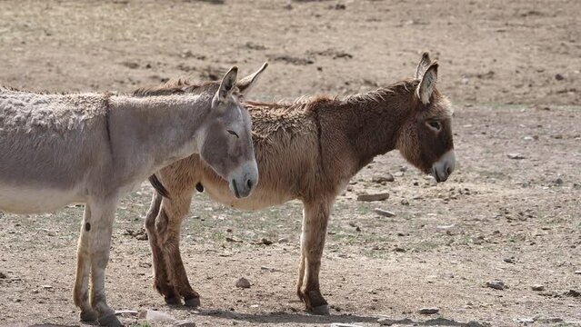 Burros standing in a pasture as one donkey walks by as hair blows in the wind.