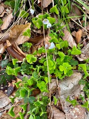 Clover in the Forest 