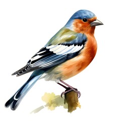 Obraz premium Chaffinch. Chaffinch bird clipart. Watercolor illustration. Generative AI. Detailed illustration.