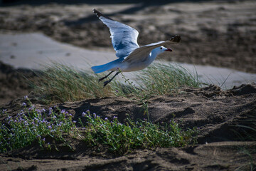 Oceanic Bird in the beach