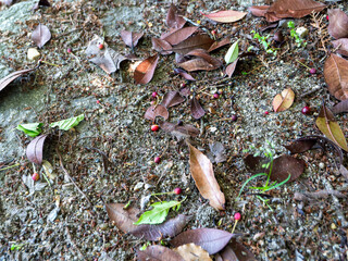 地面に落ちた小さなサクランボ