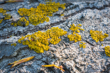 yellow msgo on maple bark