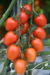 Eier Cocktail Eiercocktail Tomate grün rot reif Anbau Pflanze Gewächshaus vegan Gemüse Tomatenpflanze vegan Landwirtschaft  Ernte ernten frisch Bio Bioanbau Vegetarisch Veggi Knoblauchsland Tomaten 