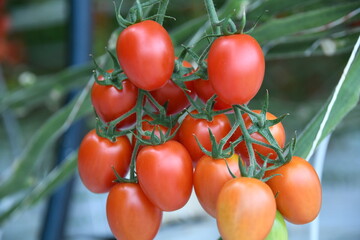 Eier Cocktail Tomate grün rot reif Anbau Pflanze Gewächshaus vegan Gemüse Blatt Tomatenpflanze vegan Landwirtschaft Ackerbau Ernte ernten frisch Bio Bioanbau Vegetarisch Veggi Knoblauchsland Tomaten 