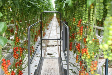Erntewagen Tomaten grün rot reif Anbau Pflanze Gewächshaus vegan Gemüse Blatt Tomatenpflanze vegan Landwirtschaft Ackerbau Ernte ernten frisch Bio Bioanbau Vegetarisch Veggi Knoblauchsland Tomaten