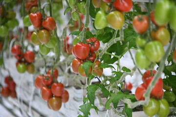 Kirschtomaten Tomate grün rot reif Anbau Pflanze Gewächshaus vegan Gemüse Blatt Tomatenpflanze vegan Landwirtschaft Ackerbau Ernte ernten frisch Bio Bioanbau Vegetarisch Veggi Knoblauchsland Tomaten 
